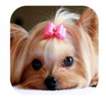 MONO3 - Accesorios para tu mascota en Cocco.pet