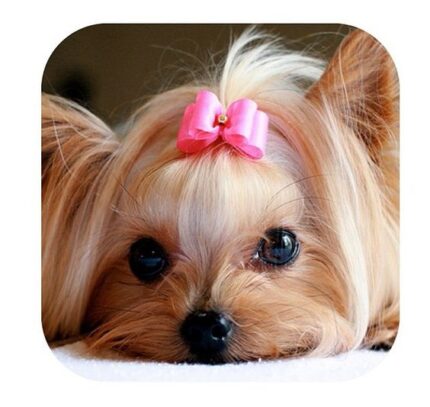 MONO3 - Accesorios para tu mascota en Cocco.pet