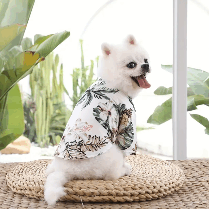CAMISAHAWA - Compra online en Cocco Pet y recibe en casa