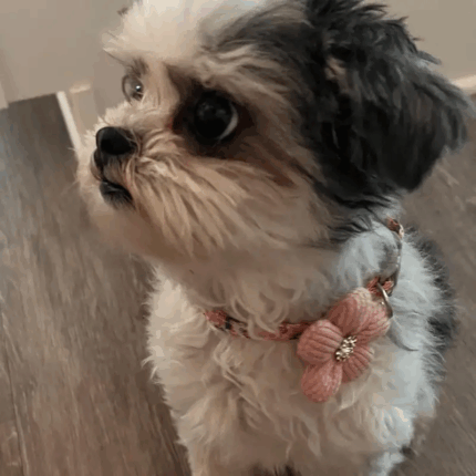 COLLARFLOR1 - Compra online en Cocco Pet y recibe en casa