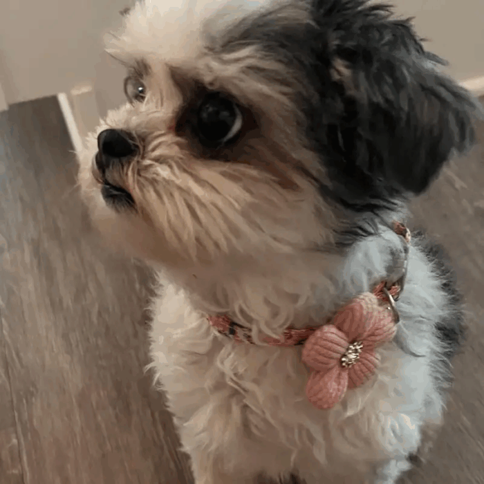 COLLARFLOR1 - Compra online en Cocco Pet y recibe en casa