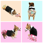 PANAL3 - Productos de calidad para tu mascota en Cocco Pet