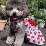 VESTIDOFRUTILLA - Lo mejor para tu compañero peludo en Cocco Pet
