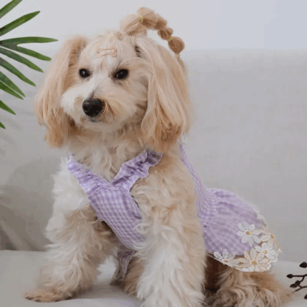 VLILA - Productos de calidad para tu mascota en Cocco Pet