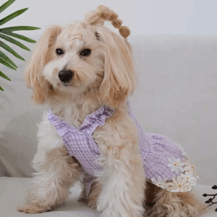 VLILA - Productos de calidad para tu mascota en Cocco Pet