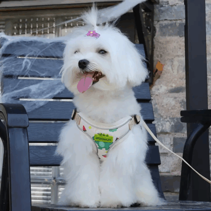 ranita - Accesorios para tu mascota en Cocco.pet