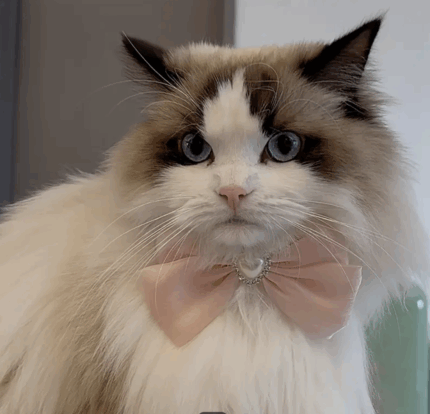 Collar de perlas c/moño de saten. Talle S