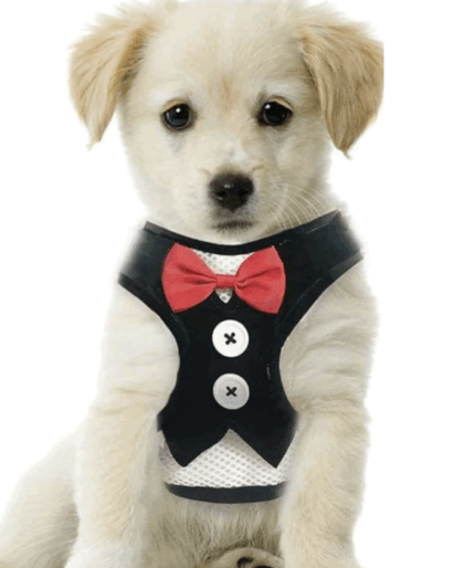 Arnes estilo frac c/moño. Trae correa.Talle M