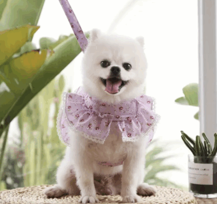 Arnes c/volados y correa. Talle  S