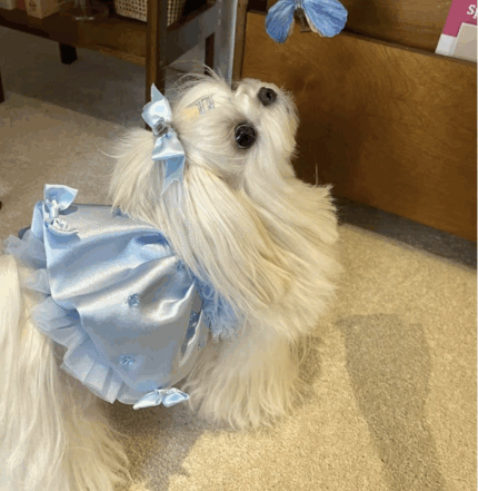 Vestido celeste c/apliques de moños de cristal y tul. Talle M